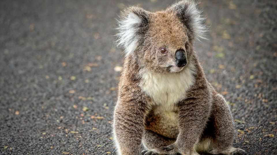 Koalabär: Frau wird plötzlich von wildem Tier in Australien angegriffen