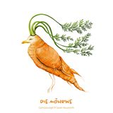 Gemüsevögel Möhrwe