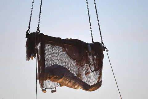 Retter ziehen ein Netz auf, nachdem sie einen in der Seine gestrandeten Belugawal gerettet haben