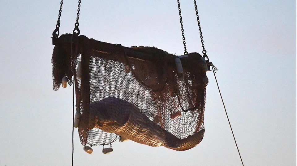 Retter ziehen ein Netz auf, nachdem sie einen in der Seine gestrandeten Belugawal gerettet haben