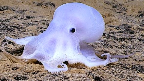 Meeresbewohner: Geisterhafter Oktopus fasziniert mit Aussehen Forscher