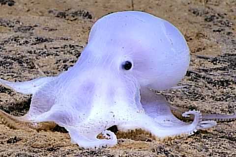 Meeresbewohner: Geisterhafter Oktopus fasziniert mit Aussehen Forscher