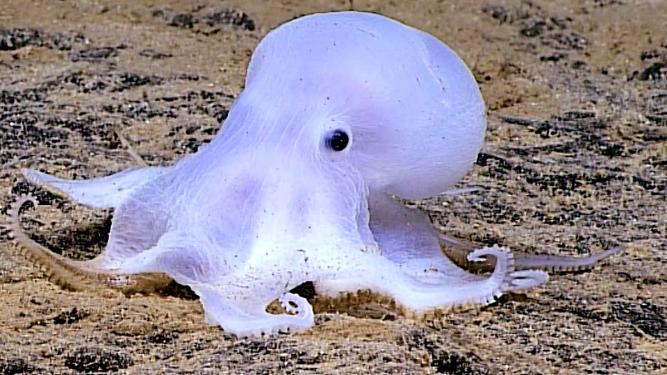 Meeresbewohner: Geisterhafter Oktopus fasziniert mit Aussehen Forscher