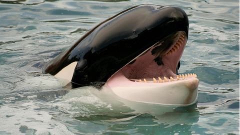 Aggressives Verhalten: Orca-Wale gehen in Freizeitpark aufeinander los