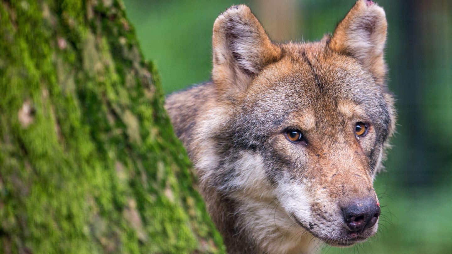 Dieser Wolf schleicht nicht durch Hannover, sondern lugt hinter einem Baum in einem bayerischen Wildpark hervor (Archivbild)