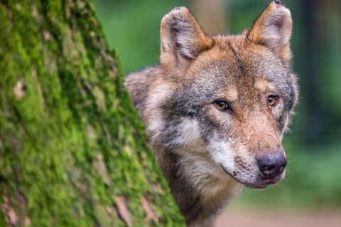 Dieser Wolf schleicht nicht durch Hannover, sondern lugt hinter einem Baum in einem bayerischen Wildpark hervor (Archivbild)