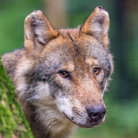 Dieser Wolf schleicht nicht durch Hannover, sondern lugt hinter einem Baum in einem bayerischen Wildpark hervor (Archivbild)