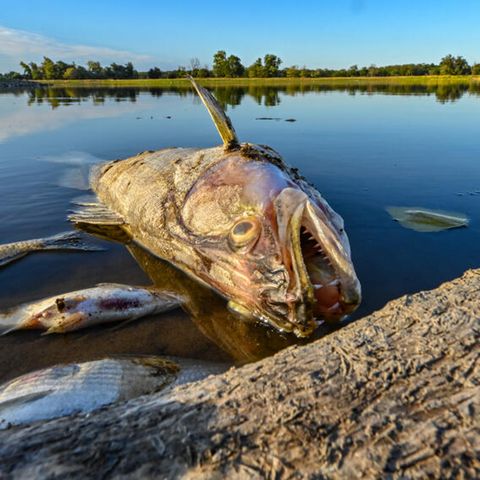 Fischsterben in der Oder