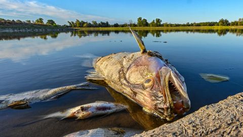 Fischsterben in der Oder