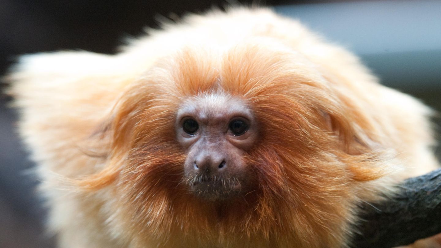 Monkeypox virus: monkeys hunted for fear of contagion – virus to be renamed