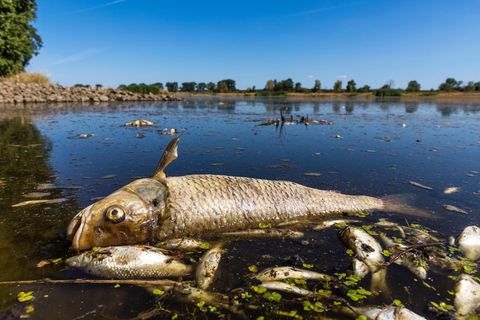 Rätselhaftes Fischsterben an der Oder