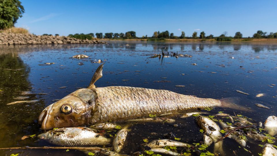 Rätselhaftes Fischsterben an der Oder