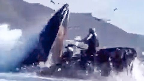 Ein gewaltiger Buckelwal nimmt zwei Kajak-Fahrerinnen beim Auftauchen in sein Maul.