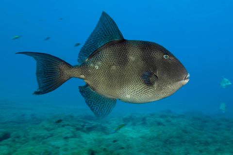 Ein Grauer Drückerfisch (Balistes capriscus)