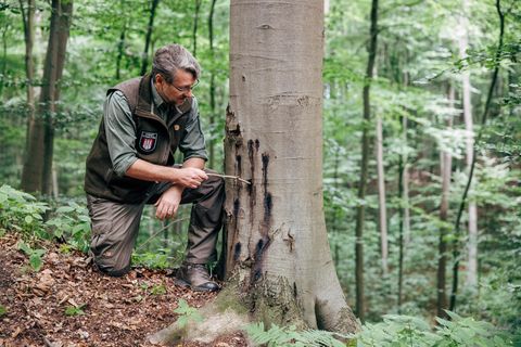 Hüter der Wälder: Der Hamburger Förster Tim Laumanns an einer von einem Pilz befallenen Buche
