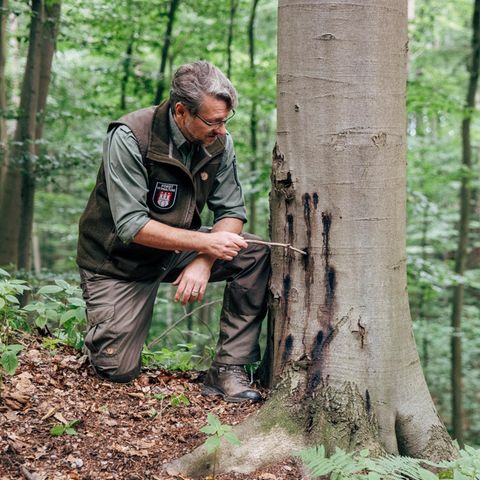 Hüter der Wälder: Der Hamburger Förster Tim Laumanns an einer von einem Pilz befallenen Buche