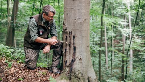 Hüter der Wälder: Der Hamburger Förster Tim Laumanns an einer von einem Pilz befallenen Buche