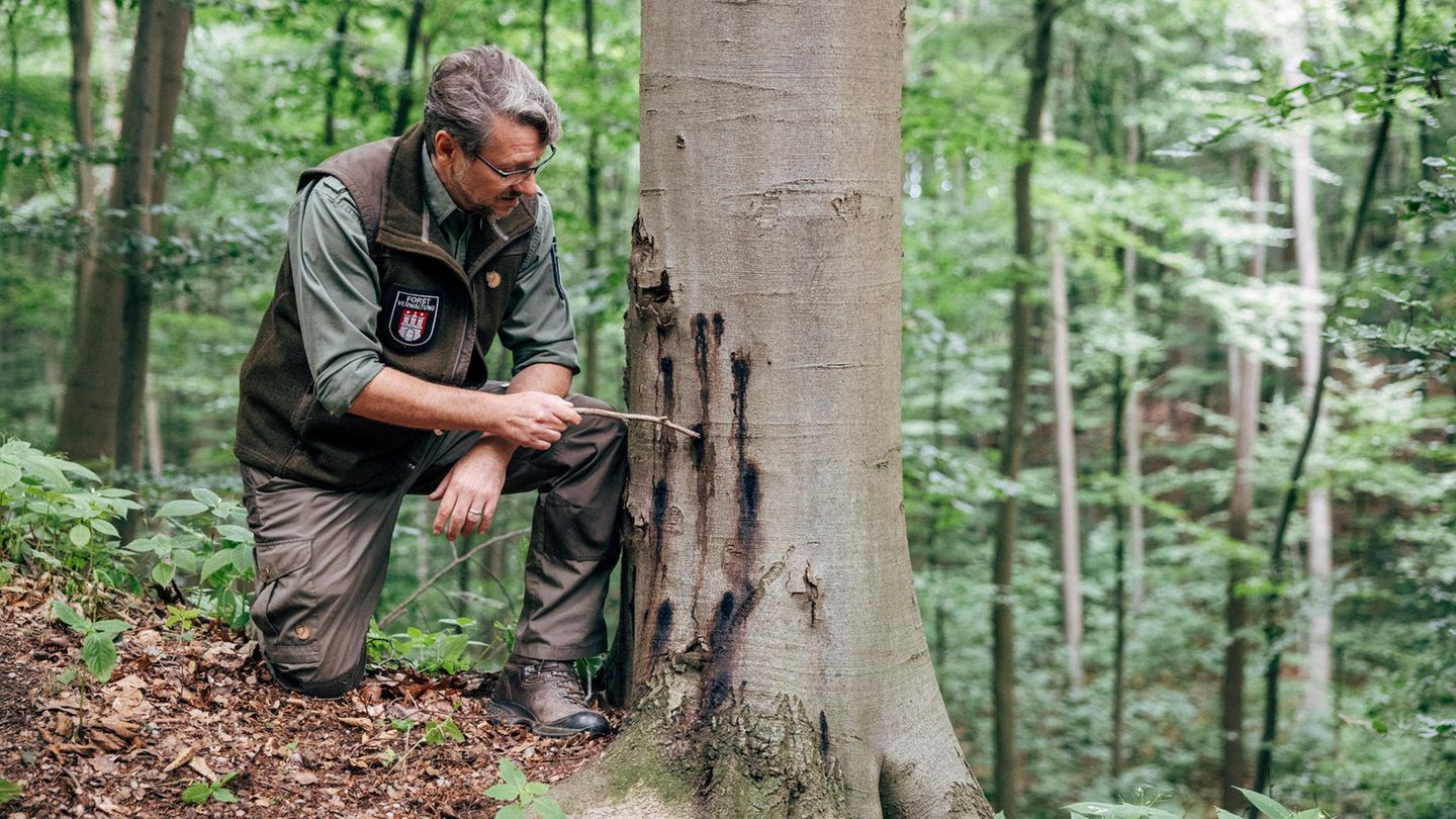 Dürre: Hüter der Wälder: Der Hamburger Förster Tim Laumanns an einer von einem Pilz befallenen Buche Hüter der Wälder: Der Hamburger Förster Tim Laumanns an einer von einem Pilz befallenen Buche