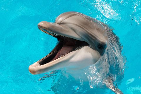 Ein Delfin zeigt seine Zähne