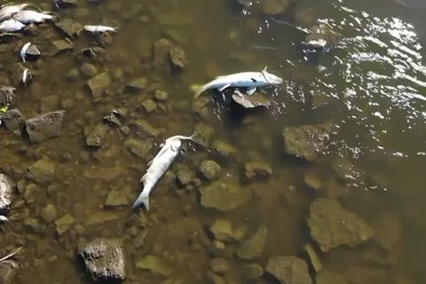 Video: Ursache für Fischsterben in der Oder noch unklar