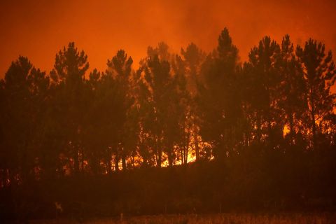 Waldbrände in Portugal flammen wieder auf