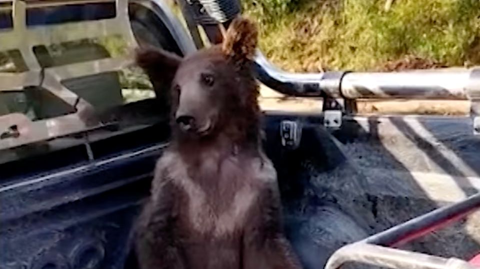 Der Bär während des Transports zum Tierarzt. Er litt unter starken Halluzinationen.