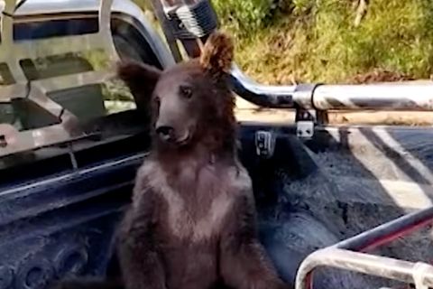 Der Bär während des Transports zum Tierarzt. Er litt unter starken Halluzinationen.