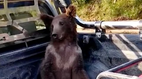 Der Bär während des Transports zum Tierarzt. Er litt unter starken Halluzinationen.