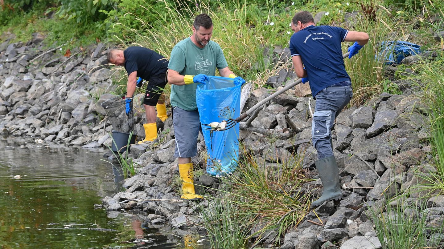 Freiwillige Helfer, wie hier in Lebus (Brandenburg), versuchen, die toten Fische aus dem Wasser zu bergen.