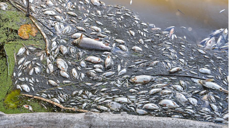 Viele tote Fische treiben im Wasser des deutsch-polnischen Grenzflusses Oder im Nationalpark Unteres Odertal nördlich der Stadt Schwedt. Am selben Tag informierte sich Brandenburgs Umweltminister Axel Vogel (Bündnis 90/Die Grünen) bei einem Vor-Ort-Besuch über die Lage am Fluss. Das Fischsterben in der Oder ist nach Angaben der polnischen Umweltschutzbehörde wahrscheinlich von einer Wasserverschmutzung durch die Industrie ausgelöst worden.