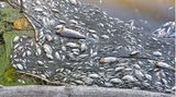 Viele tote Fische treiben im Wasser des deutsch-polnischen Grenzflusses Oder im Nationalpark Unteres Odertal nördlich der Stadt Schwedt. Am selben Tag informierte sich Brandenburgs Umweltminister Axel Vogel (Bündnis 90/Die Grünen) bei einem Vor-Ort-Besuch über die Lage am Fluss. Das Fischsterben in der Oder ist nach Angaben der polnischen Umweltschutzbehörde wahrscheinlich von einer Wasserverschmutzung durch die Industrie ausgelöst worden.