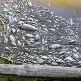 Viele tote Fische treiben im Wasser des deutsch-polnischen Grenzflusses Oder im Nationalpark Unteres Odertal nördlich der Stadt Schwedt. Am selben Tag informierte sich Brandenburgs Umweltminister Axel Vogel (Bündnis 90/Die Grünen) bei einem Vor-Ort-Besuch über die Lage am Fluss. Das Fischsterben in der Oder ist nach Angaben der polnischen Umweltschutzbehörde wahrscheinlich von einer Wasserverschmutzung durch die Industrie ausgelöst worden.