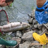 Hier bergen die freiwilligen Helfer einen großen toten Graskarpfen aus dem Wasser.