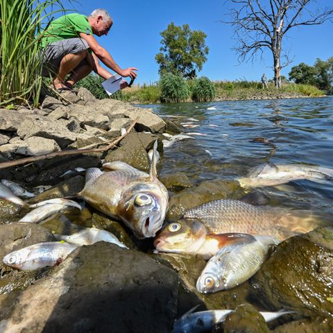Viele tote Fische treiben im Wasser des deutsch-polnischen Grenzflusses Oder