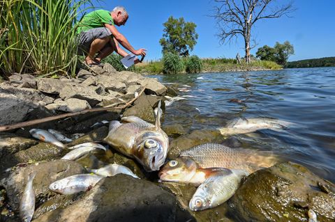 Viele tote Fische treiben im Wasser des deutsch-polnischen Grenzflusses Oder