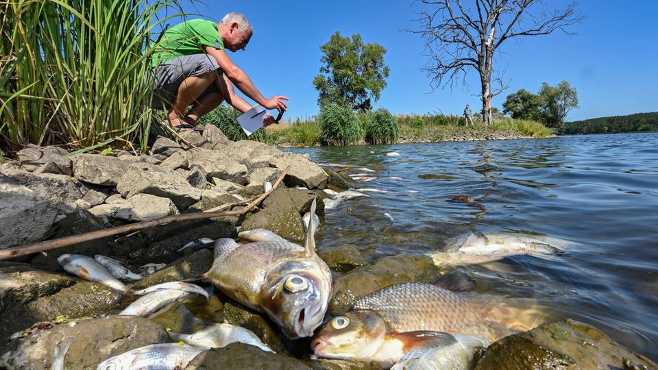 Viele tote Fische treiben im Wasser des deutsch-polnischen Grenzflusses Oder