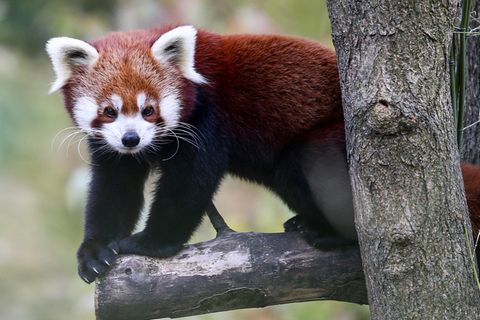 Erster Gesundheitscheck Rote Pandas In Kleve Wachsen Pr chtig Beides 