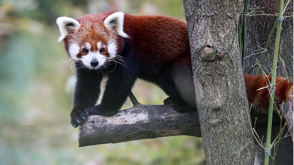 Roter Panda Roter Panda