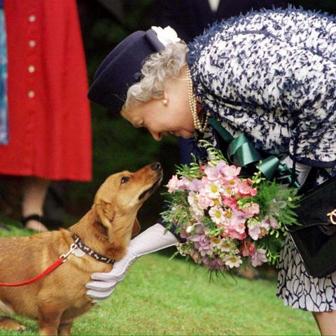Ein Herz für Hunde: Queen Elizabeth streichelt einen ihrer Corgies