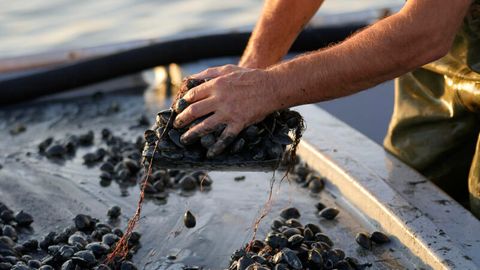 Ein Fischer sortiert Muscheln auf einem Boot am Adriatischen Meer - hier legal.