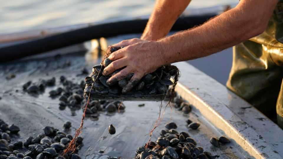 Ein Fischer sortiert Muscheln auf einem Boot am Adriatischen Meer - hier legal.