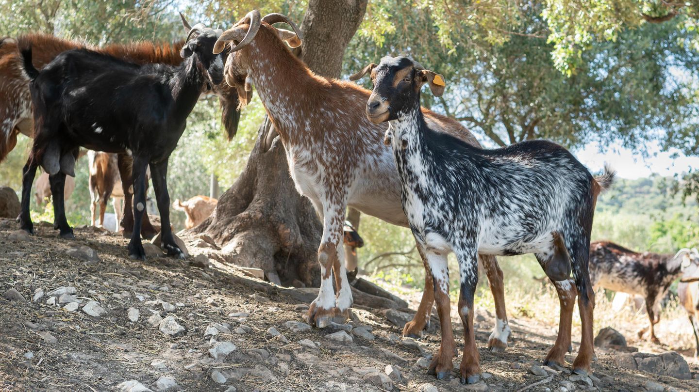 Eine Ziegenherde in Spanien steht unter einem Baum
