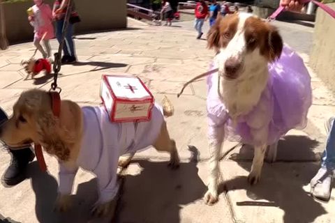 Video: Messe statt Gassi