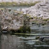 Rhein trocken - Einkaufswagen