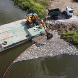 Bei Krajnik Dolny, Polen, werden die toten Fische mit einem Bagger aus der Oder geholt und mit einem LKW abtransportiert.  Die Dimension sei vergleichbar mit der Sandoz-Katastrophe von 1986, sagte Maier der dpa. Damals war beim Chemiekonzern Sandoz (heute Novartis) ein Brand in einem Schweizer Lager ausgebrochen. Große Mengen verunreinigten Löschwassers gelangten in den Rhein und verursachten ein großes Fischsterben. Das Unglück damals sei Anlass für internationale Alarm- und Meldepläne von Flussanrainern gewesen - und genau diese seien jetzt an der Oder nicht eingehalten worden, sagte Maier.
