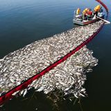 In Widuchowa und auch andernorts entlang der Oder wurden schwimmende Ölbarrieren ausgelegt, um die auf dem Wasser treibenden Fischkadaver zu sammeln