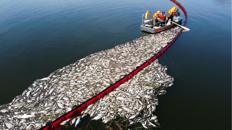 In Widuchowa und auch andernorts entlang der Oder wurden schwimmende Ölbarrieren ausgelegt, um die auf dem Wasser treibenden Fischkadaver zu sammeln