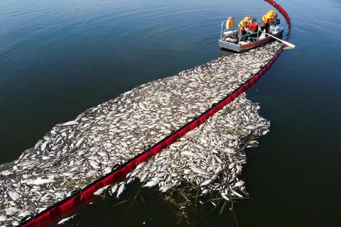 In Widuchowa und auch andernorts entlang der Oder wurden schwimmende Ölbarrieren ausgelegt, um die auf dem Wasser treibenden Fischkadaver zu sammeln