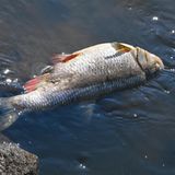 Der BUND-Gewässerexperte Sascha Maier schätzt die Menge der in den vergangenen Tagen verendeten Fische in der Oder am Montag auf bis zu 100 Tonnen. Das sei eine Hochrechnung auf Grundlage der Meldungen über einzelne Sammelaktionen, sagte der Experte der Umweltorganisation der Deutschen Presse-Agentur. Dieser Fisch liegt bei Lebus am brandenburgischen Oder-Ufer.