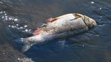 Der BUND-Gewässerexperte Sascha Maier schätzt die Menge der in den vergangenen Tagen verendeten Fische in der Oder am Montag auf bis zu 100 Tonnen. Das sei eine Hochrechnung auf Grundlage der Meldungen über einzelne Sammelaktionen, sagte der Experte der Umweltorganisation der Deutschen Presse-Agentur. Dieser Fisch liegt bei Lebus am brandenburgischen Oder-Ufer.